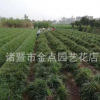 麦冬 萧山基地直销 阔叶麦冬 细叶麦冬 金边麦冬 矮麦冬 价格优惠