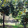 天承苗圃供应绿化树苗广玉兰 大小广玉兰 价廉质优 欢迎咨询