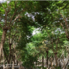 大规格绿植凤凰木25-30cm风景树红花楹中山基地直销