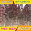 直销绿化苗木 紫叶桃 红叶碧桃 紫叶碧桃树苗 庭院植物