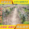 供应绿化乔木 紫叶李小苗 速生紫叶李 规格齐全 紫叶李苗价格