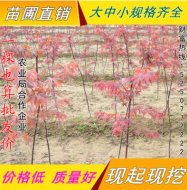 美国红枫苗日本红枫风景树鸡爪槭盆栽地栽小苗