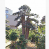 供应继木树桩 造型红花继木园林专用 盆景观赏造型绿化树苗