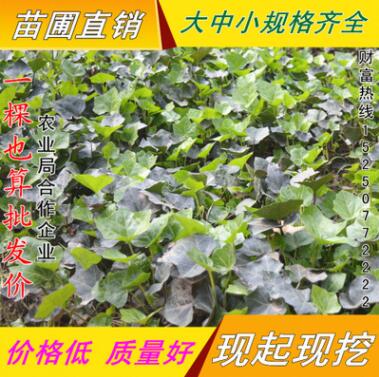 常春藤绿化 攀援植物 四季常青盆栽花卉 长春藤小苗长青藤