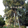 中国桂花之乡直销八月金桂桂花苗木规格齐全薄利多销