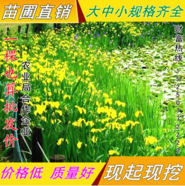 批发鸢尾 黄菖蒲 黄花鸢尾 湿地绿化 水生陆地均可栽植