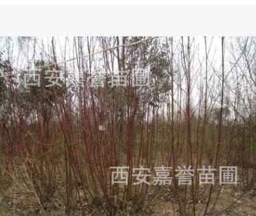 西安直供红柳树苗木 山西内蒙新疆西藏宁夏河北陕西 工程用苗直供