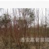 西安直供红柳树苗木 山西内蒙新疆西藏宁夏河北陕西 工程用苗直供