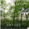 工程绿化苗木无患子苗木 行道园林树苗批发 量大优惠