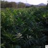 批发 供应无患子树苗 优质小苗 规格齐全 工程绿化苗木 量大从优