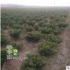 基地供应龙柏球 绿化工程树苗 常绿龙柏球 行道公园龙柏球