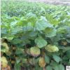 自产自销 山玉兰 红玉兰 紫玉兰 黄玉兰 广玉兰 绿化工程庭院观赏