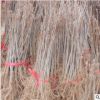 基地直销银杏树苗 白果小苗 庭院植物行道绿化苗 落叶性 品种齐全