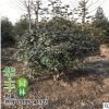 批发红叶石楠苗 规格齐全 高杆石楠 红叶石楠球 色块苗木花卉