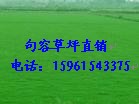 草坪，百慕大与黑麦草混播草卷，四季青草15961543375图3