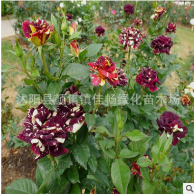 流星雨月季花 批发月季花苗 观赏庭院盆栽花卉 月季花工程花苗