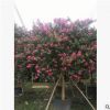 小叶紫薇11-12cm单杆全冠庭院树百日红楼盘精品苗木红花紫薇