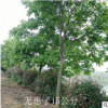 工程绿化苗木12公分无患子苗木 行道园林树苗批发 量大优惠