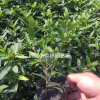 专业供应优级质绿化苗木桂花树 八月桂花 大小规格齐全