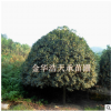 长期供应 桂花 桂花尽在金华浩天承苗圃 欢迎订购
