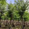 铁刀木15-16cm假植苗观花行道树中山苗圃基地直销