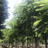大规格乔木凤凰木20-22分假植苗红花楹金凤花中山基地直销