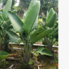 大型绿植盆栽天堂鸟2株/袋高110-130cm鹤望兰基地直销
