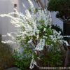 多花耐热喷雪花苗 匍匐形白雪花盆栽 花园庭院花境植物花开如雪