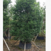 大型常青优质苗木盆栽多头樟树即可作风景树亦可主景树