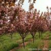 粉色系露地日本晚樱 耐寒落叶性樱花 绿化专用1-20公分粗庭荫樱花