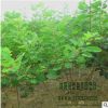 苗圃直销批发黄栌树苗 绿化工程苗 行道树 规格品种齐全