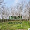 苗圃直销批发黄栌树苗 绿化工程苗 行道树 规格品种齐全