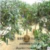 批发正宗嫁接桂花树 苗圃直销发货 品种规格全 优质绿化盆栽