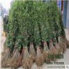 苗圃直销正宗嫁接桂花树 品种规格全 优质1-12cm绿化盆栽