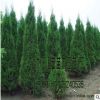 苗木场大量批发供应塔松 蜀桧 塔柏绿化 量大优惠 品种规格齐全