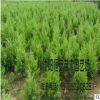 大量供应批发桧柏 苗木场发货 工程绿化 规格齐全 蜀桧量大价优