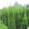 大量供应批发塔松 塔柏绿化 品种规格齐全 高速隔离带 量大优惠