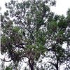 大量供应苦楝树绿化工程 行道树 规格齐全基地发货量大价优