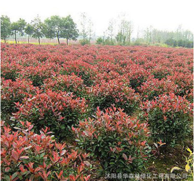 批发红叶石楠球 园林道路绿化植物树苗 色块绿篱植物 基地直销