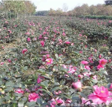 茶梅小苗基地批发 园林绿化耐寒花卉 阳台盆栽带花苞茶花 规格全