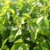 厂家直供高品质农桑批发 14号嫁接桑苗开始订购 基地直销价格优惠