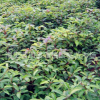 海宁园林产地货源长期供应精品小叶香樟 绿化工程香樟树低价直销