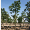 澳洲火焰木基地直供 园林楼盘绿化工程苗木