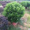 基地直销非洲茉莉球 非洲茉莉球高80-120cm 常绿灌木