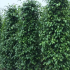 厂家直销垂叶榕柱 大型观叶绿篱植物垂榕