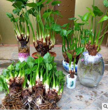 室内非常容易花卉合果芋滴水水培植物盆栽非常容易竹富贵竹龟