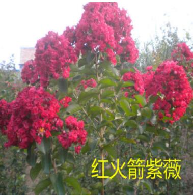 庭院观花火箭类紫薇海棠南方红乔木垂丝树苗四季夏季其它带花