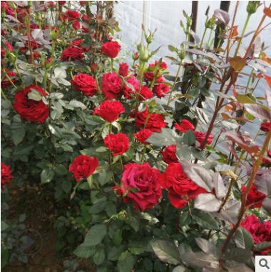 云南昆明玫瑰月季苗 法国红玫瑰花种苗 基地自产种苗批发