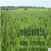 苗木场大量批发供应塔松 蜀桧 塔柏绿化 量大优惠 品种规格齐全