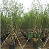 苗圃直销批发丛生紫薇树 绿化工程苗 百日红规格齐全
